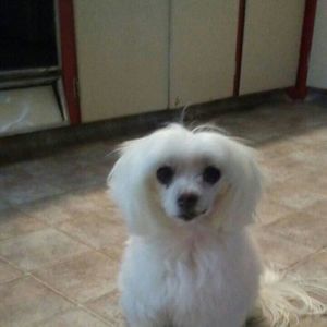 Meet your Posher, Bernadette